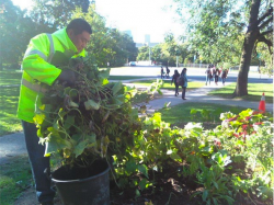 City Of Toronto Workers Destroy Free Community Food Garden Occupy_gardens_destroyed