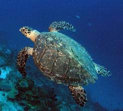 Las mejores fotos de naturaleza de 2010 - - Página 3 Tortuga-marina