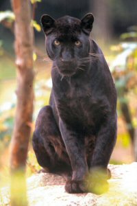 la peur de la forêt - Page 4 Panthere-noire
