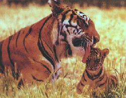 Flins d'Asie Tigre-famille