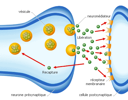 Les lois physiques peuvent être mises en perspective eue égard à la liberté d’action. Synapse