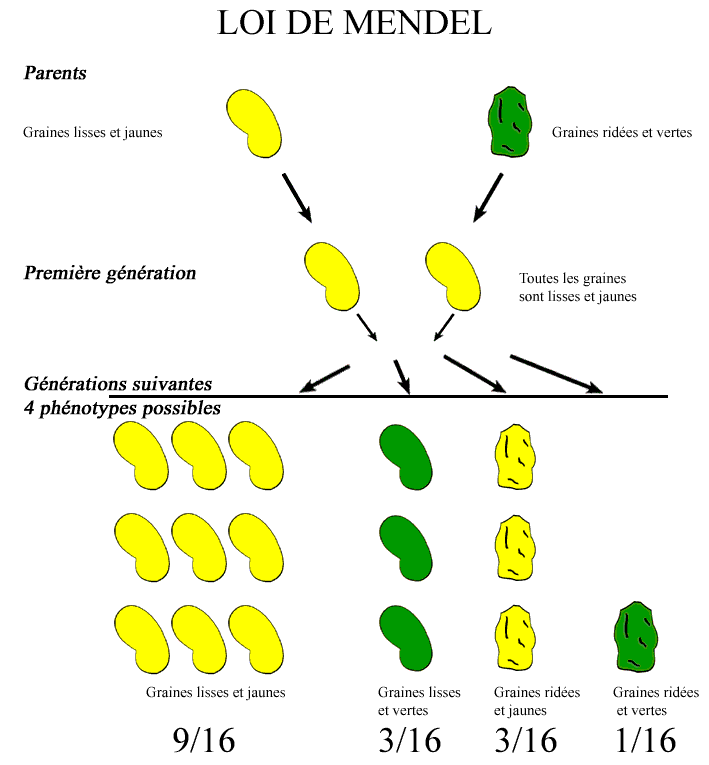 Le Vivant... Loi-mendel