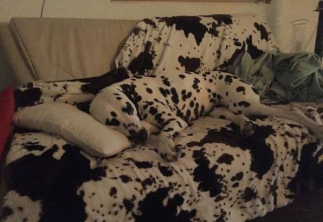 Photos de Scotty et isis, mes chiens - Page 3 Dalmatien