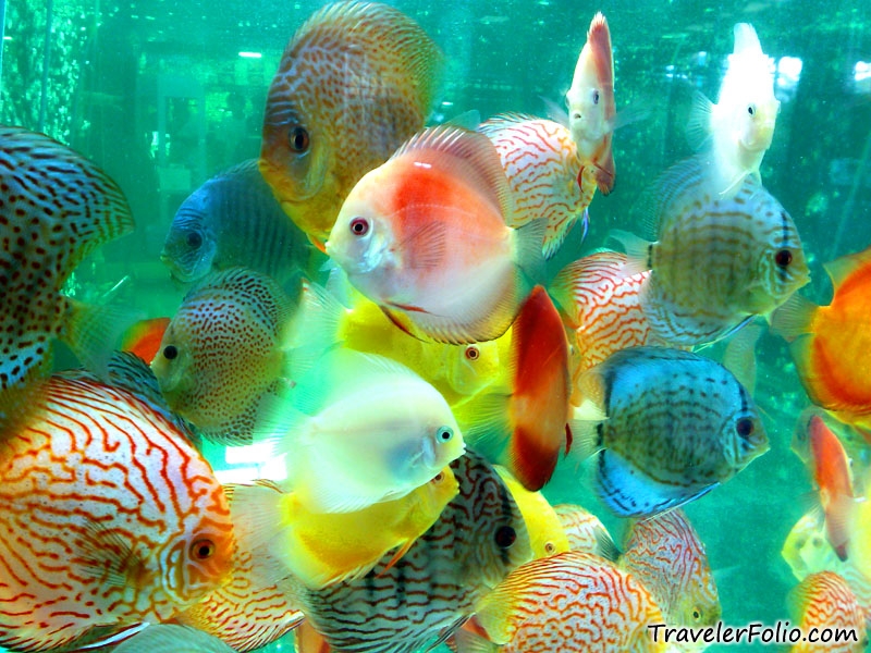 اجمل احواض سمك تحفة اوووووى Discus-fish