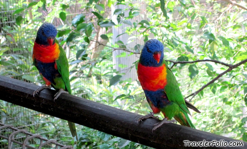 الطيور الملونه Lory-bird