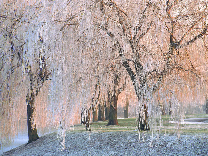 شجرة الصفصاف Icewillowtrees