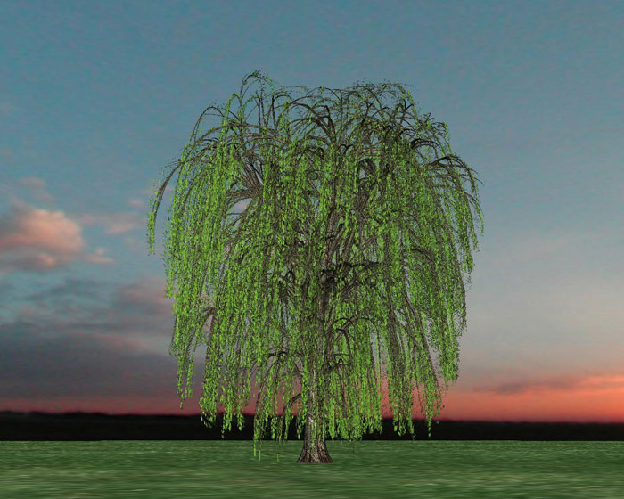 شجرة الصفصاف Weeping-willow