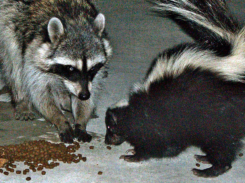 Horloge des Esprits - Page 24 800px-Urban_raccoon_and_skunk