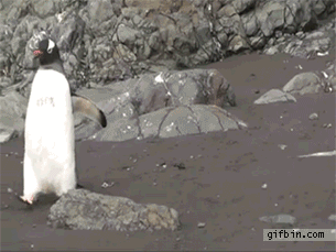 ****VIDEOS CORTOS DE ANIMALES**** Penguin_gifs_01