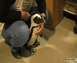 ****VIDEOS CORTOS DE ANIMALES**** Penguin_gifs_13