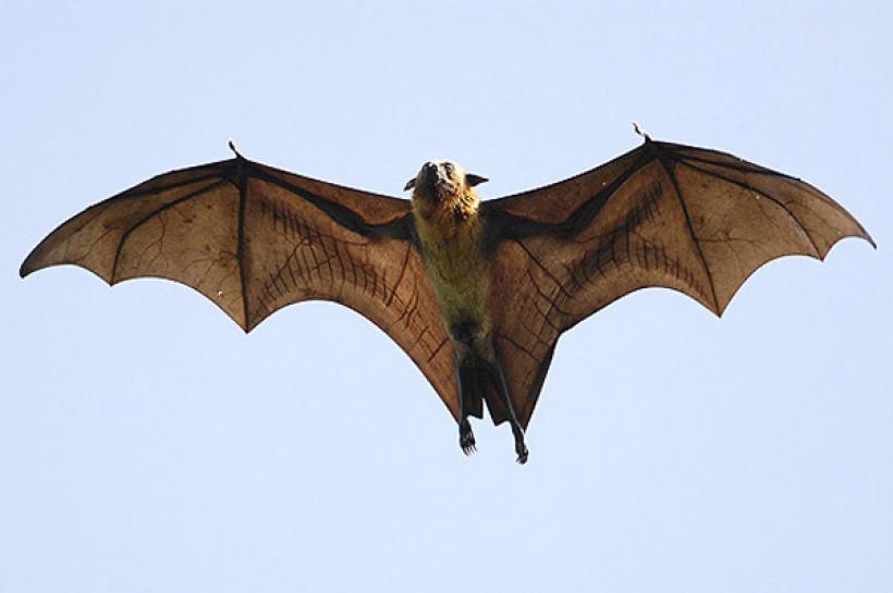 El murciélago más grande del mundo  1-1364119291