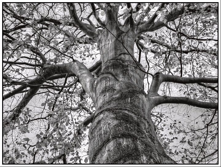 Un arbre... Arbre_3