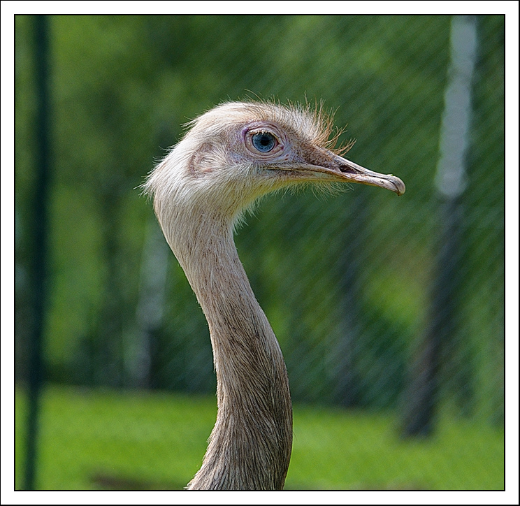 Série animalière...+ Ajout Autruchep