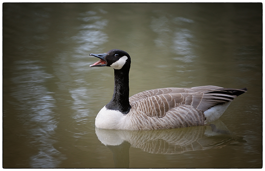 Série de canards... Canard4t