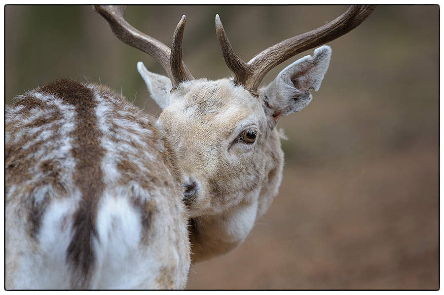 Série Cerfs... Cerf