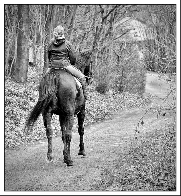 Au galop... Cheval7_2