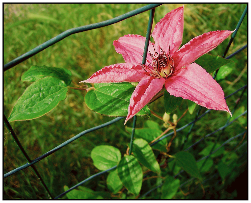 Clématite... Clematite_5