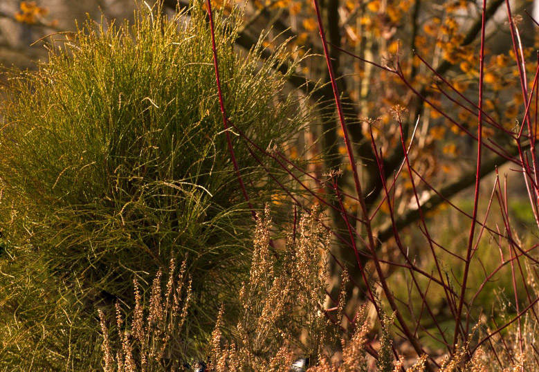 Couleurs de l'hiver. Hiver2