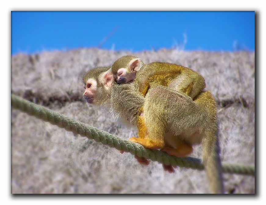 Série animalière... Singe2