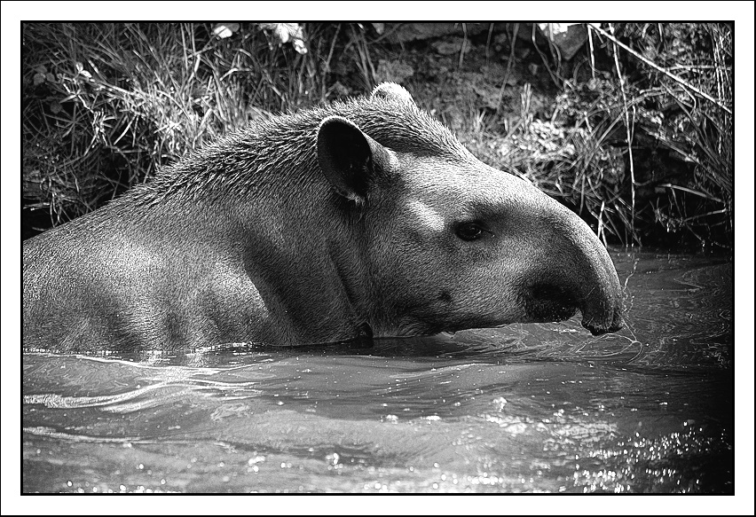 Je nage... Tapir3pbw