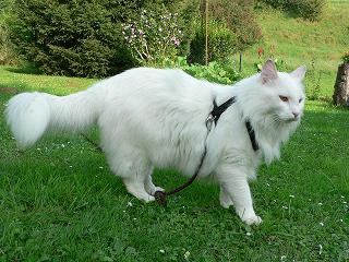 Aidez Aurélie à retrouver Bounty Maine coon Bounty01