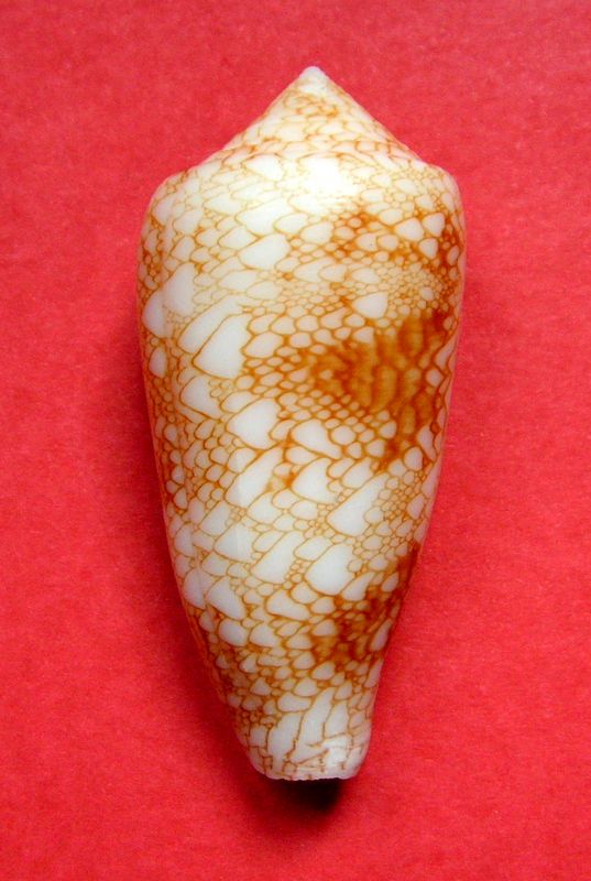 Conus (Cylinder) canonicus   Hwass in Bruguière, 1792 - Page 3 C_canomald12