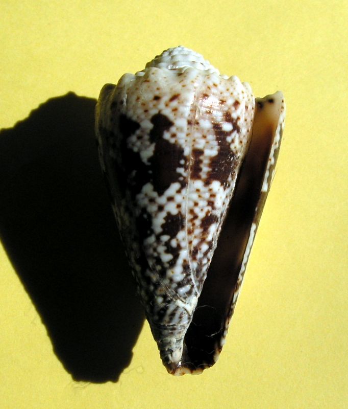 Conus (Stephanoconus) imperialis de Rodrigues voir Conus (St) fuscatus C_imperodr13