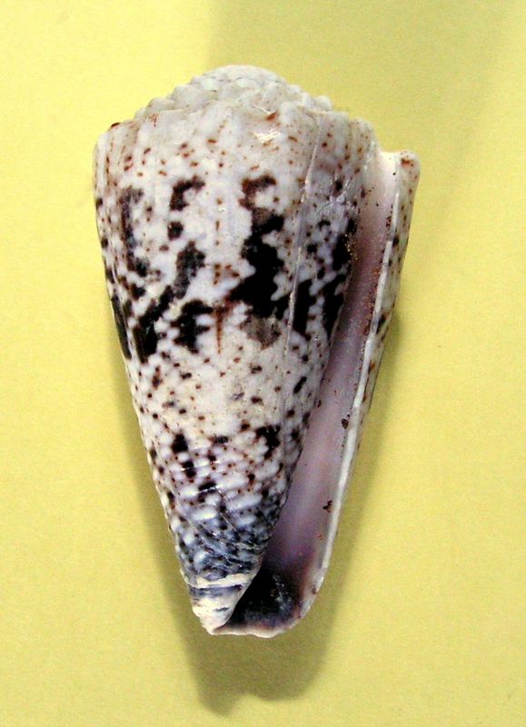 Conus (Stephanoconus) imperialis de Rodrigues voir Conus (St) fuscatus C_imperodr15