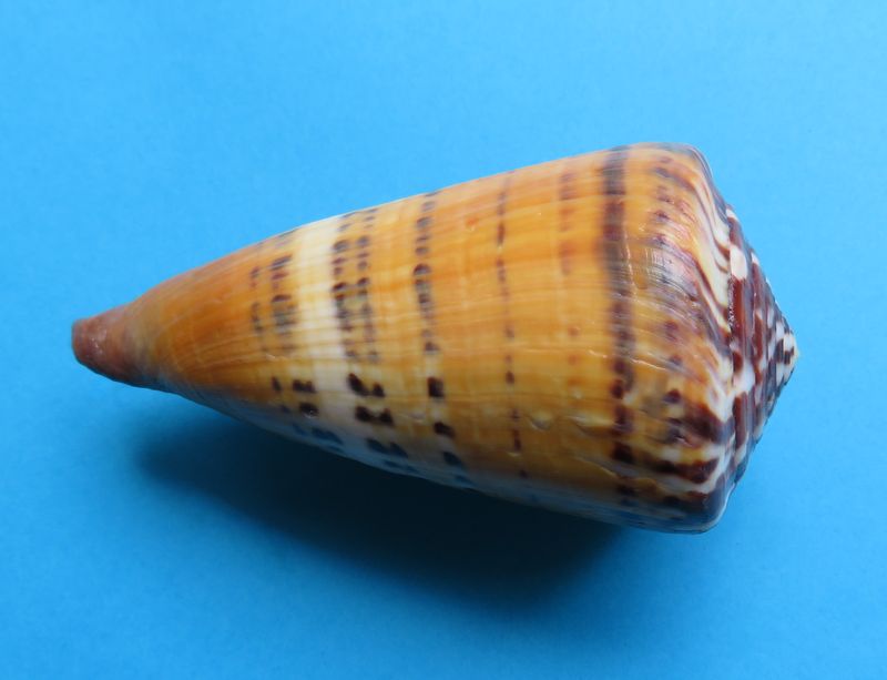 Conus (Rhizoconus) mustelinus melinus,   Shikama 1964 C_mutemeli23