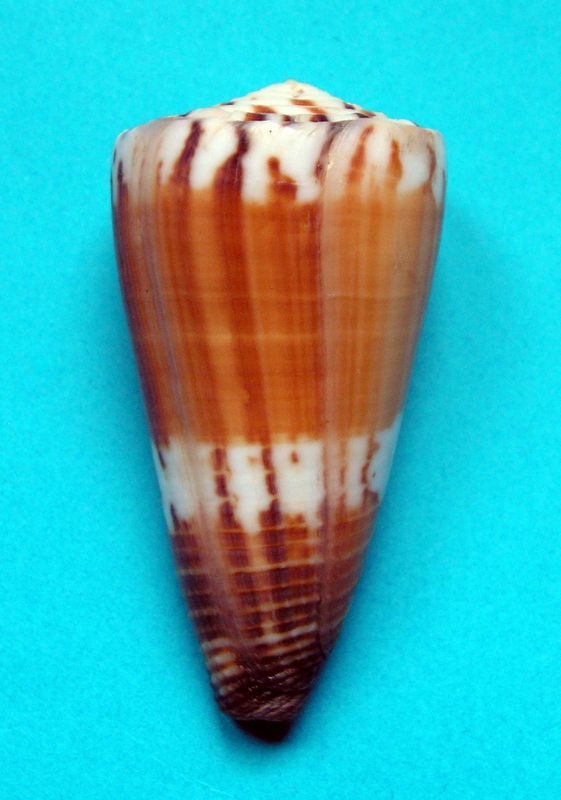 Conus (Strategoconus) planorbis   Born, 1778  C_cfplan12