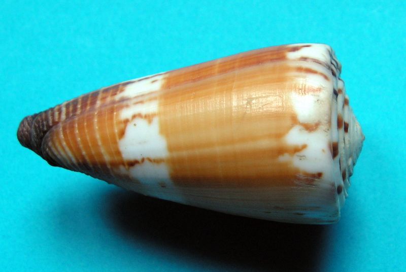 Conus (Strategoconus) planorbis   Born, 1778  C_cfplan14
