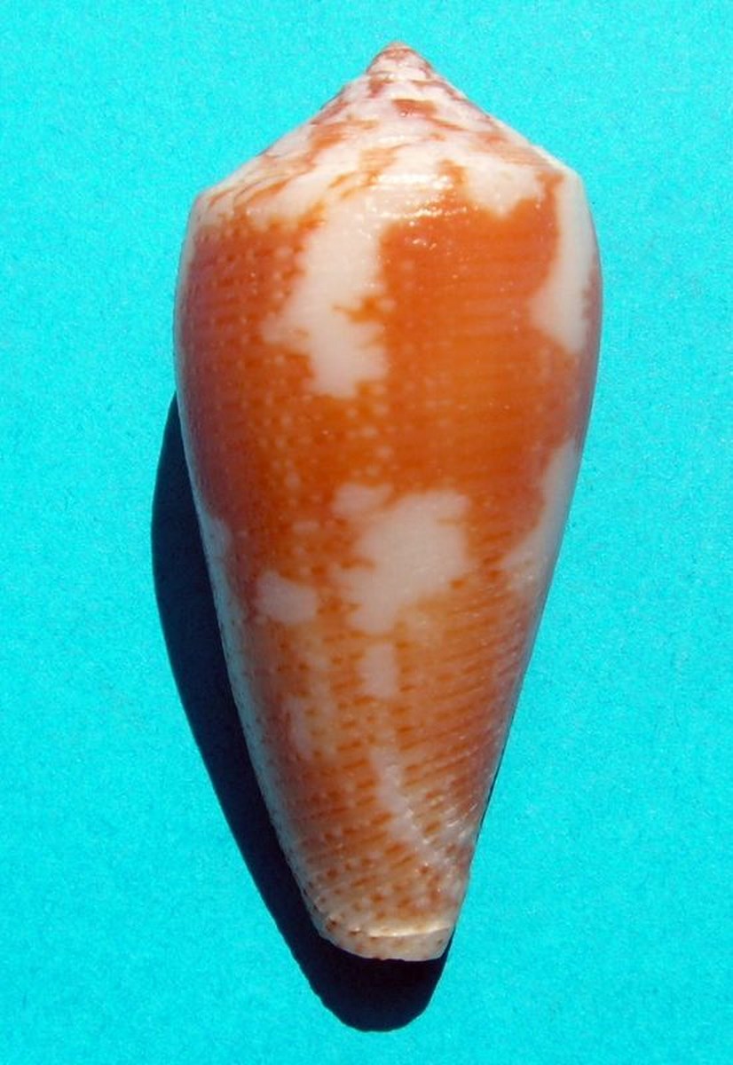 Conus (Pionoconus) robini  Limpalaer & Monnier 2012 - Page 2 C_robin19