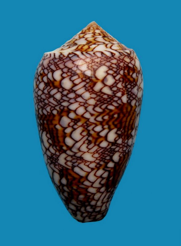 Conus (Cylinder) archiepiscopus verriculum   Reeve, 1843 - Page 4 C_textverr37