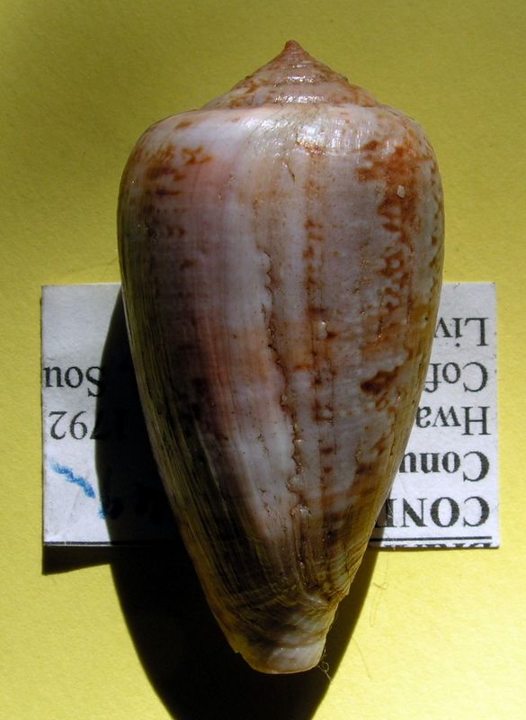 Conus (Floraconus) tinianus   Hwass in Bruguière, 1792 C_tinian22