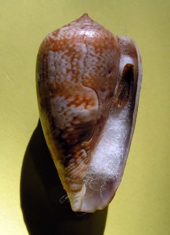 Conus (Floraconus) tinianus   Hwass in Bruguière, 1792 C_tinian23