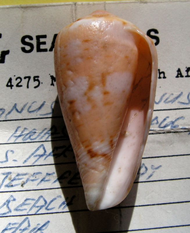 Conus (Floraconus) tinianus   Hwass in Bruguière, 1792 C_tinian28