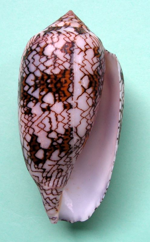 Conus (Cylinder) archiepiscopus  Hwass in Bruguière, 1792 18