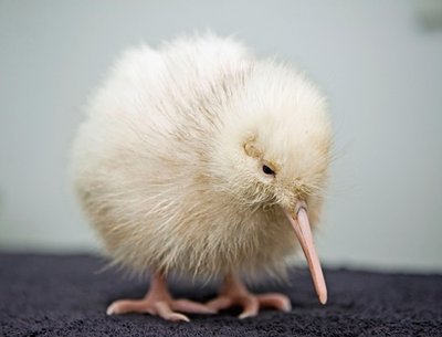 Les macs de la mignonnitude du règne animal - Page 2 Kiwi-baby-chick-white-rare-bird-albino-new-zealand-liger-cub-pictures-cute-newborn