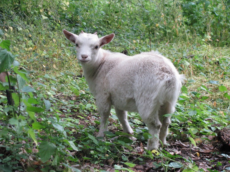 3 chèvres 1 bouc IMG_0440