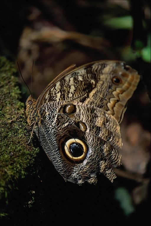 BEAUX PAPILLONS (Photos + citations!!) 06_butterfly_75492