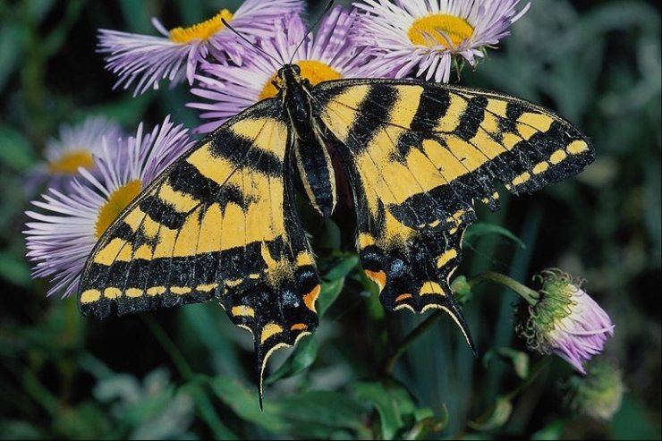 BEAUX PAPILLONS (Photos + citations!!) 13_butterfly_90399