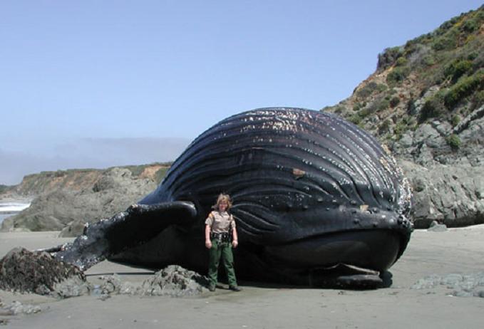 The Rotting Hotel - Page 22 Beached-humpback-whale