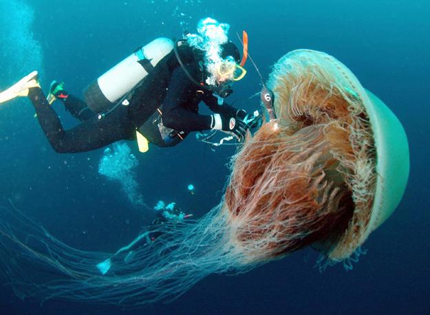 اللافقاريات البحرية: Giant-jellyfish