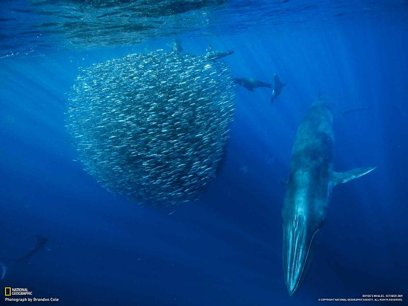 அழகிய மீன்கள்  Giant-ball-of-schooling-fish