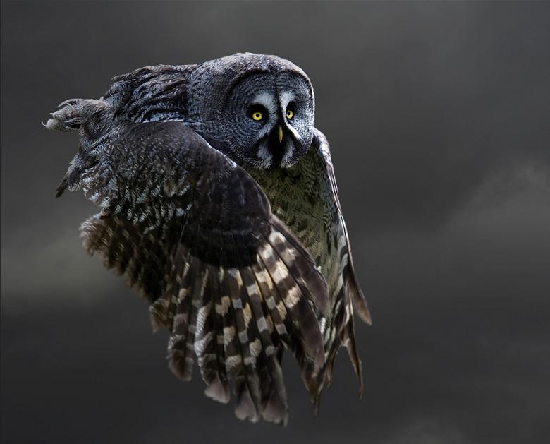 பறவைகளின் பறக்கும் அழகு  Owl-flying