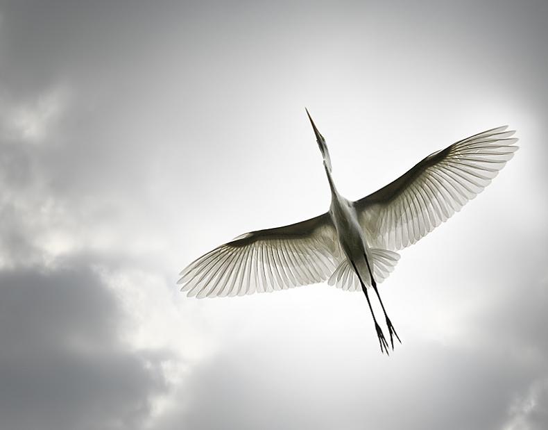 பறவைகளின் பறக்கும் அழகு  Bird-from-below