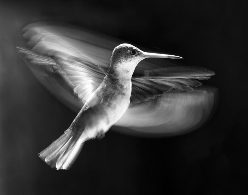 பறவைகளின் பறக்கும் அழகு  Bird-high-speed-photography-wings