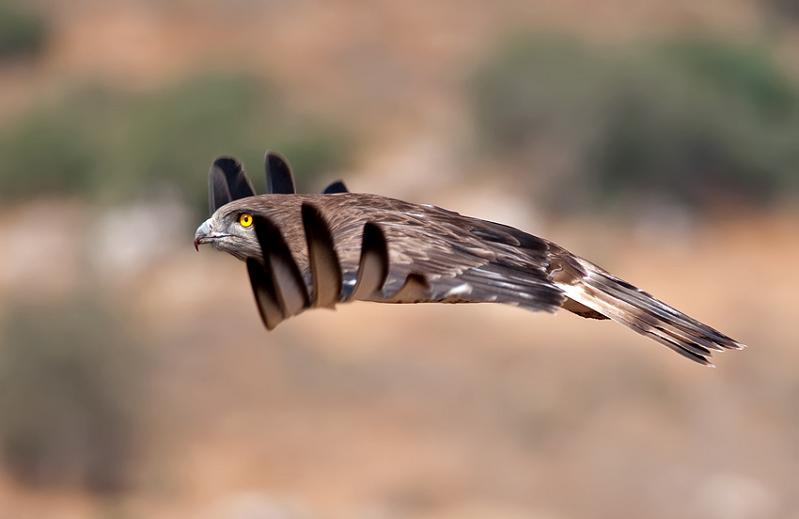 பறவைகளின் பறக்கும் அழகு  Bird-in-mid-flight