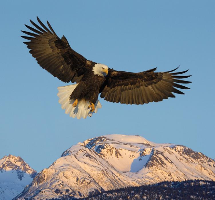 பறவைகளின் பறக்கும் அழகு  Eagle