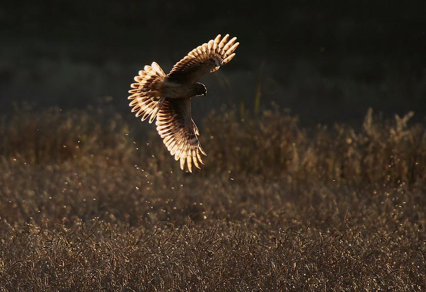 பறவைகளின் பறக்கும் அழகு  Hen-harrier